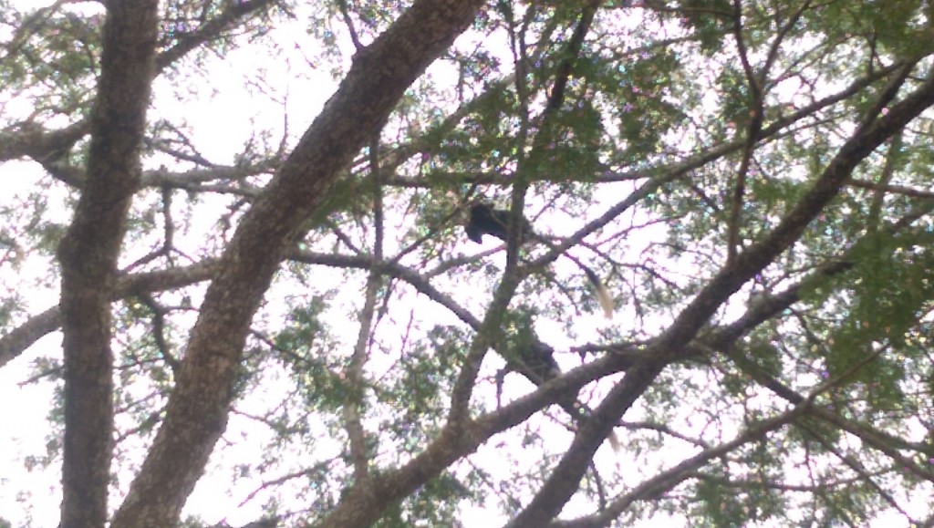 Finally my first monkey sighting! White tuft on the tail. 