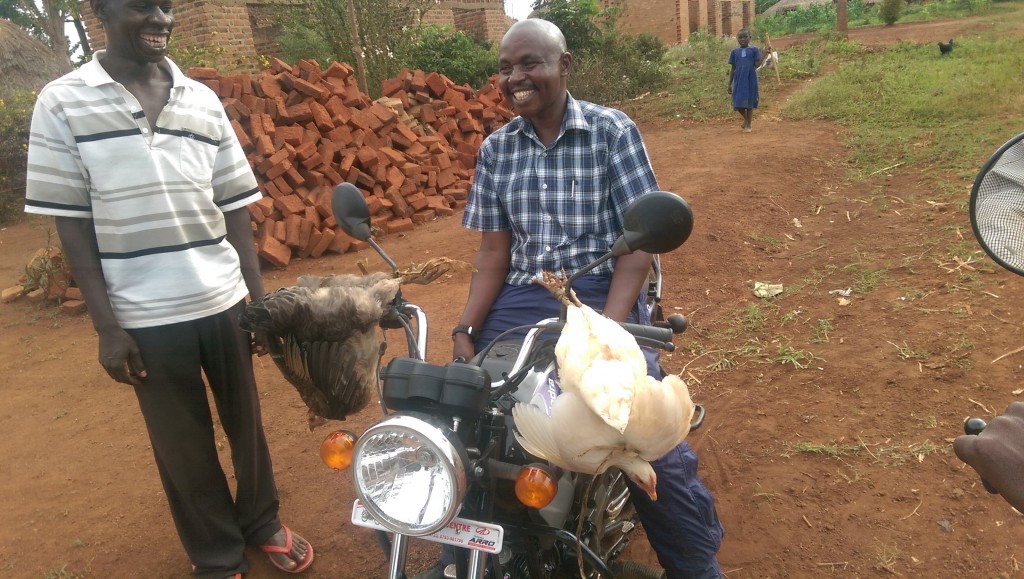Once while I was speaking to a farmer group, my office mate and trainer Moses went deeper into the village and bought a couple chickens to take home. He hung them on his handlebars and said he would let them get fatter before eating them. What do chickens think as they hang, going down the road? Maybe one day I will do a blog post on chicken and rooster behavior. I've learned a lot watching them everywhere I go.