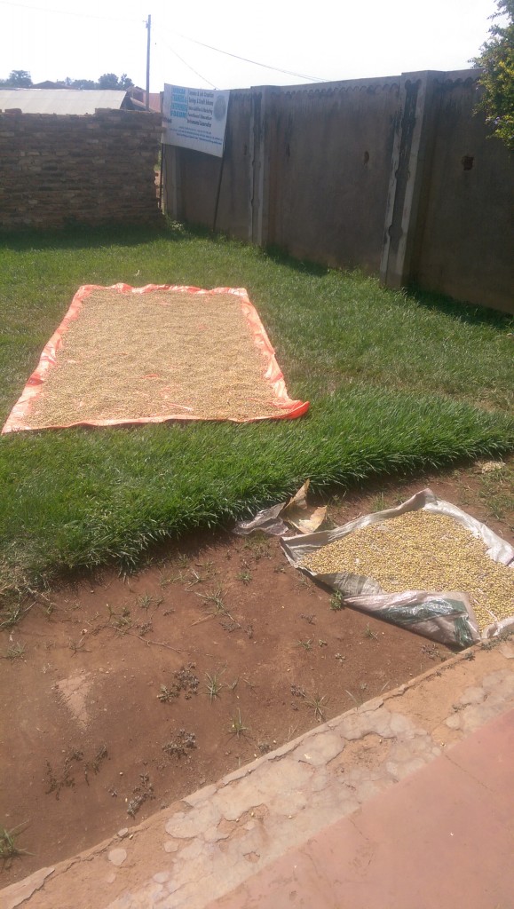 The beans drying in the sun. Adams says this filled a sack weighing about 80kg and will yield around 200,000UGX. He paid the other three workers 10,000UGX each for working on the harvest and then separating the beans from the pods by beating on them. That's about $3.00US each for a lot of work!